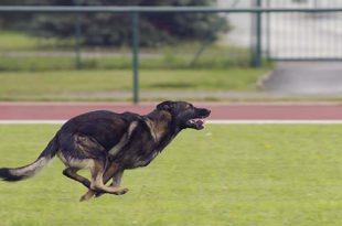 Wie heeft de snelste hond van Roosendaal?