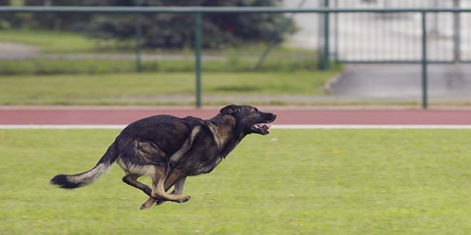 Wie heeft de snelste hond van Roosendaal?