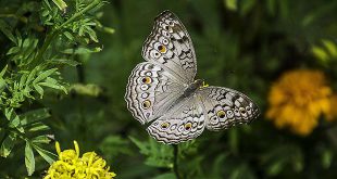 10 tips voor meer vlinders in je tuin