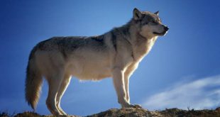 Essen erkend als wolvenrisicogebied-