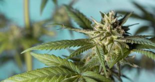Gedumpt drugsafval in Brasschaat gevonden