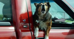 Hoe kun je je hond leren om in de auto te zitten?
