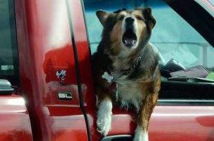Hoe kun je je hond leren om in de auto te zitten?
