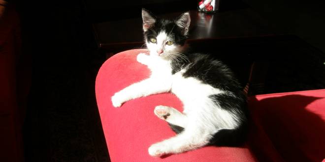 Financiële steun voor dierenasielen in Brasschaat