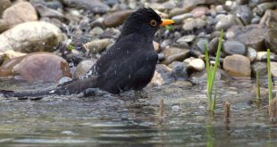 Wat kun je bij deze hitte doen voor in het wild levende dieren