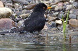 Wat kun je bij deze hitte doen voor in het wild levende dieren