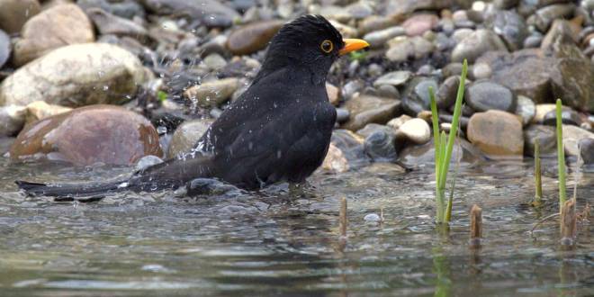 Wat kun je bij deze hitte doen voor in het wild levende dieren