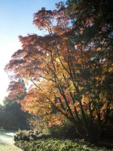 Arboretum Kalmthout winnaar RHS Overseas Partner Garden of the Year3
