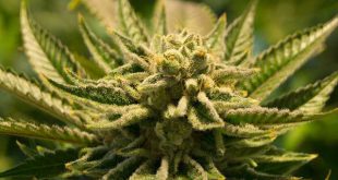 2 minderjarigen gearresteerd met drugs en vuurwapen