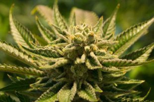 2 minderjarigen gearresteerd met drugs en vuurwapen