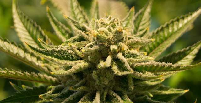 2 minderjarigen gearresteerd met drugs en vuurwapen