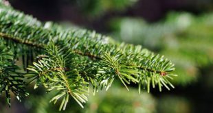 Ophaling kerstbomen op 11 en 12 januari