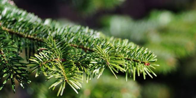 Ophaling kerstbomen op 11 en 12 januari