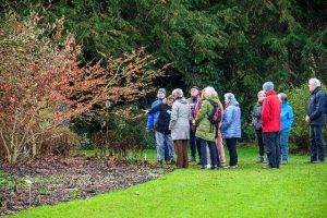 Hamamelisfeesten betoveren in Arboretum Kalmthout