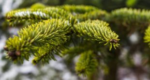 Extra ophaling van kerstbomen op 18 januari