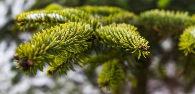 Extra ophaling van kerstbomen op 18 januari
