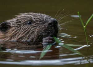 GroenRand zet in 2023 de bever in de kijker2