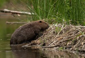 GroenRand zet in 2023 de bever in de kijker4