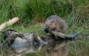 GroenRand zet in 2023 de bever in de kijker5