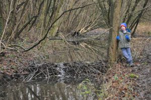GroenRand zet in 2023 de bever in de kijker6