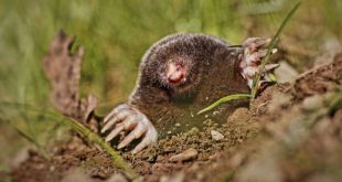 Samenleven met de mol