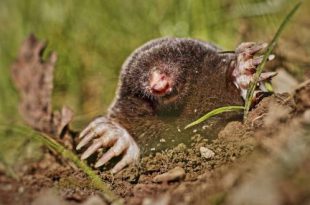 Samenleven met de mol