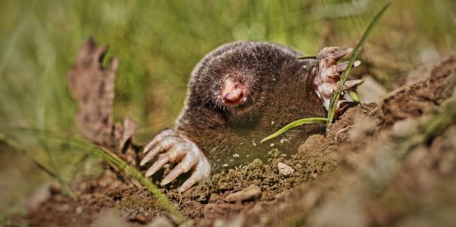 Samenleven met de mol