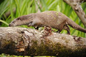 GroenRand verwelkomt goedgekeurd soortenbeschermingsprogramma van de otter