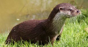 GroenRand verwelkomt goedgekeurd soortenbeschermingsprogramma van de otter