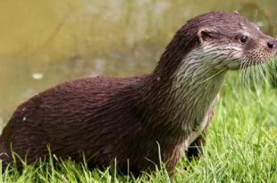 GroenRand verwelkomt goedgekeurd soortenbeschermingsprogramma van de otter