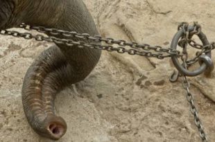 ‘Reisorganisatie TUI scoort slecht op dierenwelzijn’