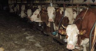 Bekendmaking - beschikking omgevingsvergunning vleesrundveehouderij Achtmaal