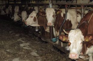 Bekendmaking - beschikking omgevingsvergunning vleesrundveehouderij Achtmaal