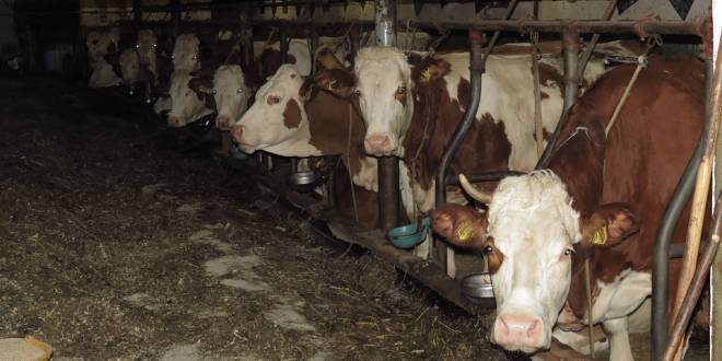 Bekendmaking - beschikking omgevingsvergunning vleesrundveehouderij Achtmaal