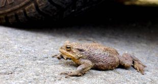 Voorjaarstrek amfibieën barst los na grillige aanloop