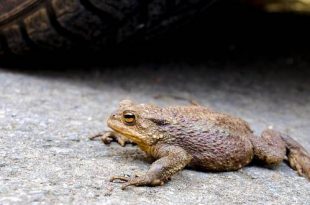 Voorjaarstrek amfibieën barst los na grillige aanloop