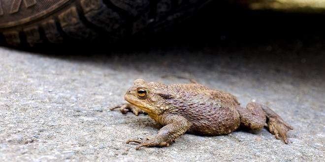Voorjaarstrek amfibieën barst los na grillige aanloop