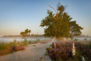 Grenspark Kalmthoutse Heide