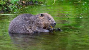 7 april was internationale dag van de bever2