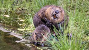 7 april was internationale dag van de bever3