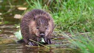 7 april was internationale dag van de bever4