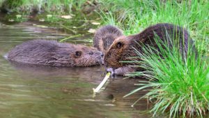 7 april was internationale dag van de bever5