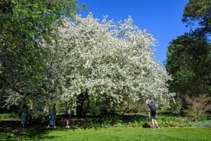 Plantendag verwelkomt de beste kwekerijen