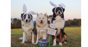 Chocolade paaseitjes? Laat je hond ze niet vinden!