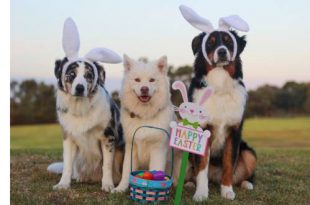 Chocolade paaseitjes? Laat je hond ze niet vinden!