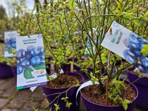 Plantendag verwelkomt de beste kwekerijen