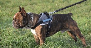 Honden aan de leidband