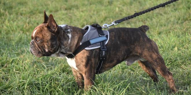 Honden aan de leidband