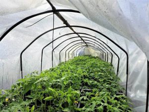 Plantendag verwelkomt de beste kwekerijen