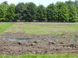 Hemelweide in gemeentepark herschapen in 'patattenveld'3